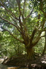 Syzygium tierneyanum