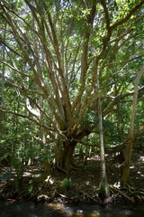 Syzygium tierneyanum