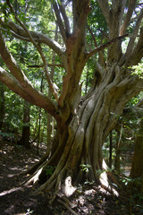 Syzygium tierneyanum