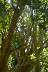 Syzygium tierneyanum