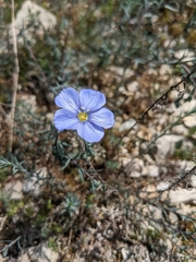 Linum perenne