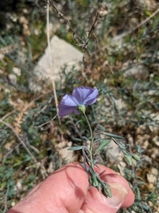 Linum perenne