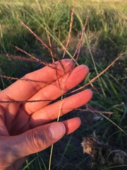 Bothriochloa bladhii
