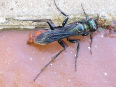 Chlorion hemipyrrhum