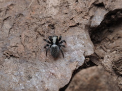 Salpesia
