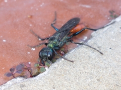 Chlorion hemipyrrhum