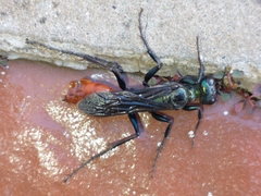 Chlorion hemipyrrhum