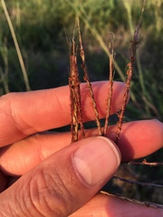 Bothriochloa bladhii