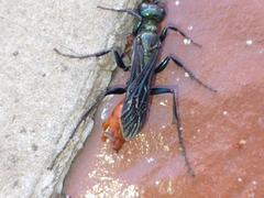 Chlorion hemipyrrhum