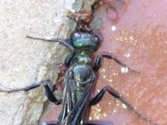 Chlorion hemipyrrhum