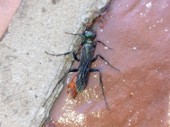 Chlorion hemipyrrhum