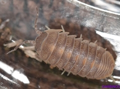 Armadillidium atticum
