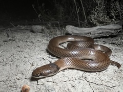 Curl Snake photo 2