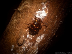 Episcaphula tamburinea