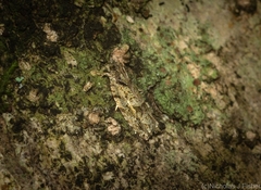 Metrioglypha phyllodes