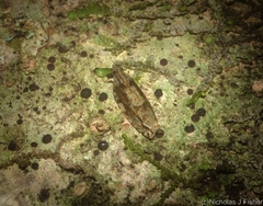 Metrioglypha phyllodes