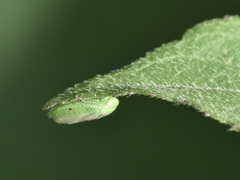 Hyalojassini