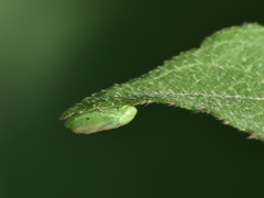 Hyalojassini