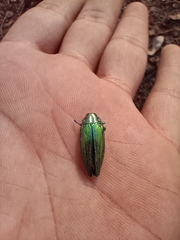 Cardiaspis pisciformis