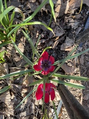 Tulipa humilis