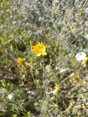 Crepis palaestina