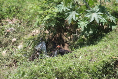 Cathartes burrovianus burrovianus