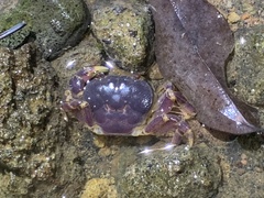 Geothelphusa miyazakii
