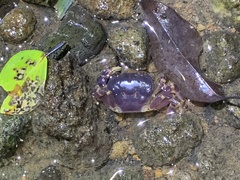 Geothelphusa miyazakii