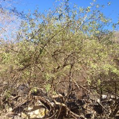 Vitex mollis