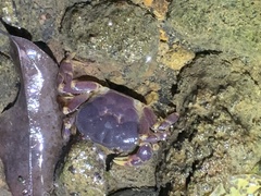 Geothelphusa miyazakii