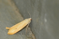 Scirpophaga incertulas