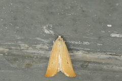 Scirpophaga incertulas