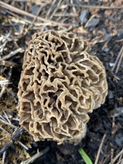 Morchella dunensis