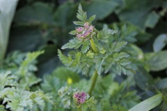 Ligusticum apiifolium