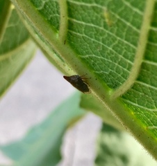 Aconophora compressa