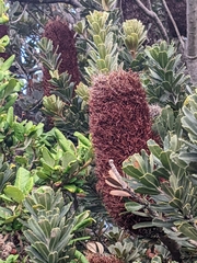 Banksia praemorsa