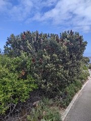 Banksia praemorsa