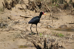 Jacana jacana hypomelaena