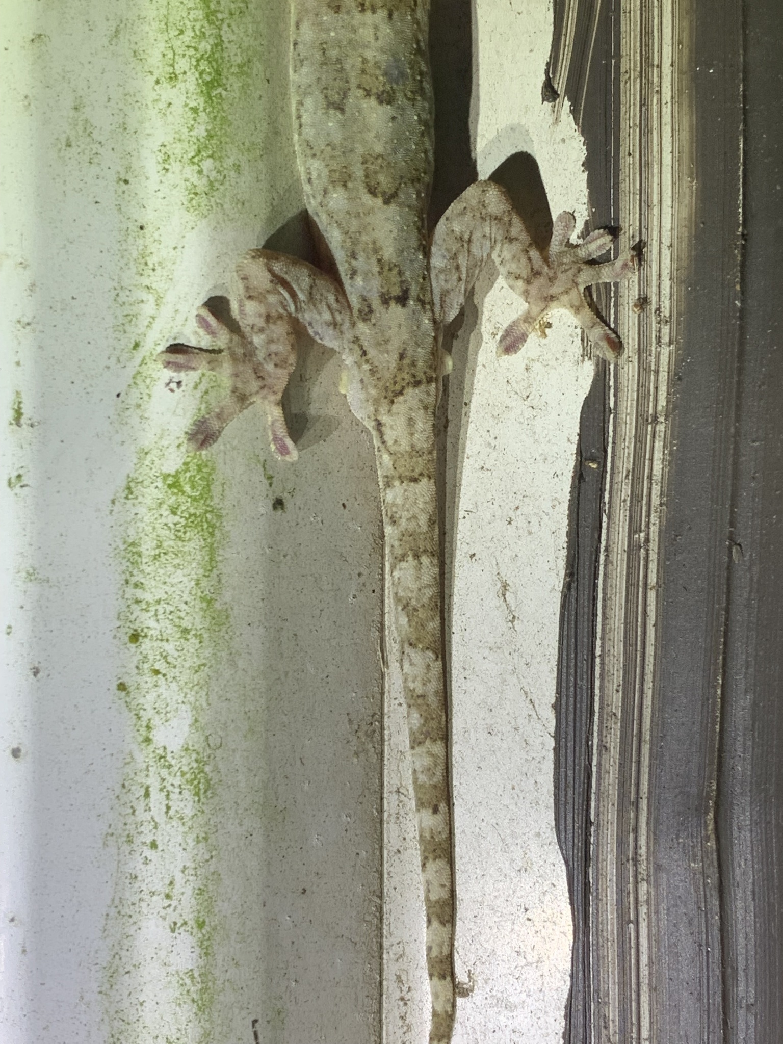 Gekko hokouensis Pope, 1928