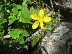 Hypericum hircinum