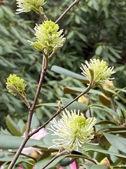 Fothergilla gardenii