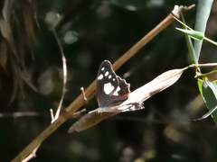 Oxeoschistus tauropolis tauropolis