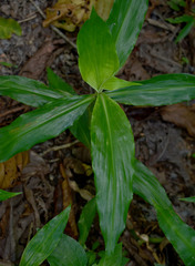 Pollia macrophylla