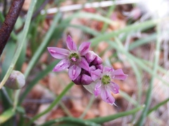 Allium bisceptrum