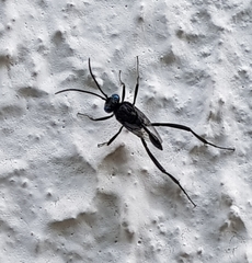 Evania appendigaster