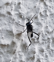 Evania appendigaster