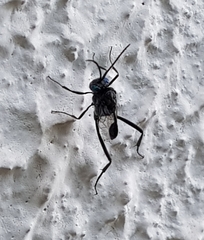 Evania appendigaster