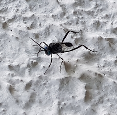 Evania appendigaster