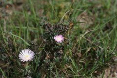 Lampranthus algoensis