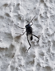 Evania appendigaster